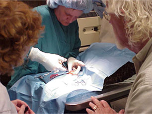 Last Chance Forever veterinarian, Dr. Melissa Hill, performs surgery on an injured Golden Eagle